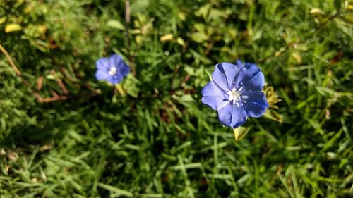 Close-up of purple flower blooming on field