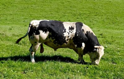 Cow standing on field