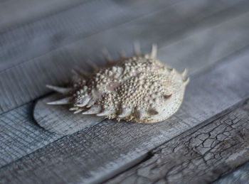 Close-up of dried leaf on table