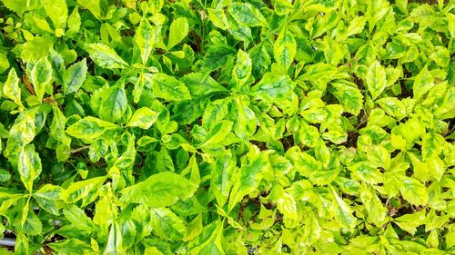 Full frame shot of fresh green leaves