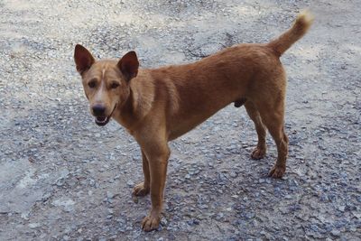 Portrait of dog standing on street