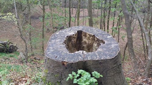 Tree trunk in forest