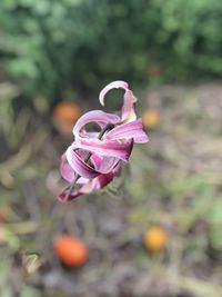 Close-up of pink rose