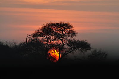 Silhouette of trees at sunset