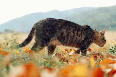 Surface level of wildcat walking on field