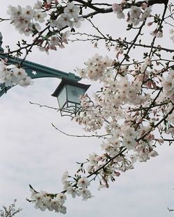 Low angle view of cherry blossoms