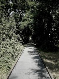 View of trees along road