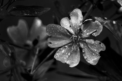 Close-up of wet flower