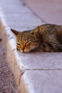 Close-up of cat sleeping on footpath