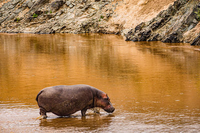 High angle view of pig drinking water