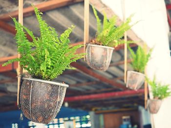 Close-up of potted plant hanging in yard