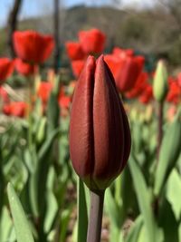 Close-up of red tulip