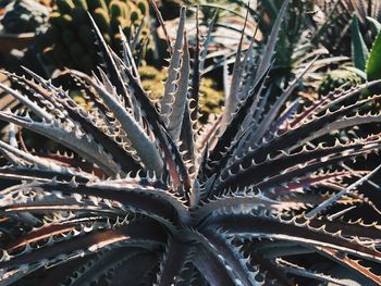 High angle view of succulent plant on field