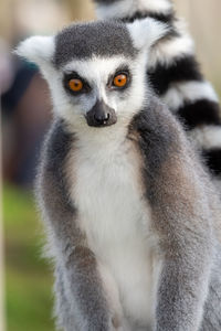 Close up portrait of a ring tailed lemur