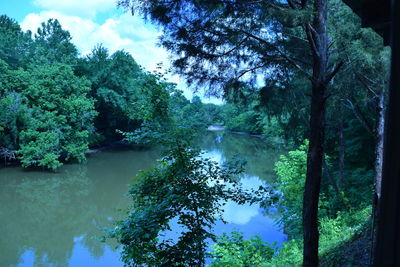 Reflection of trees in water