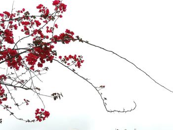 Low angle view of flowering tree against sky