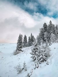 Pine trees on snow covered land against sky
