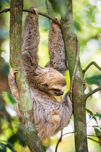 Close-up of sloth on tree