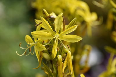 Close-up of flower buds