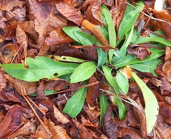 leaf
