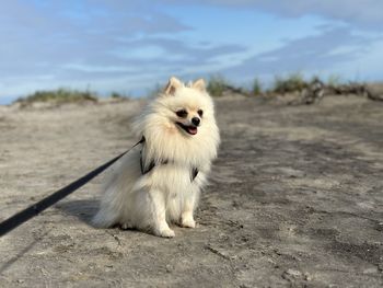 animal