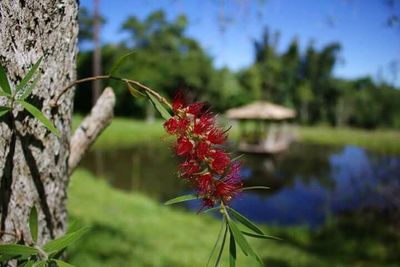 Close-up of red flower against trees