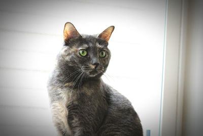 Close-up portrait of cat