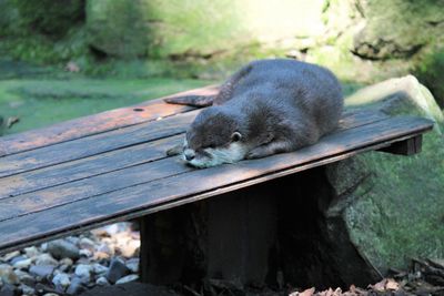 High angle view of an animal on wood