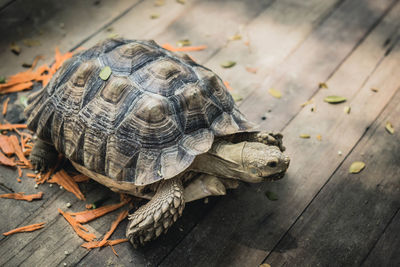 High angle view of shell on wood