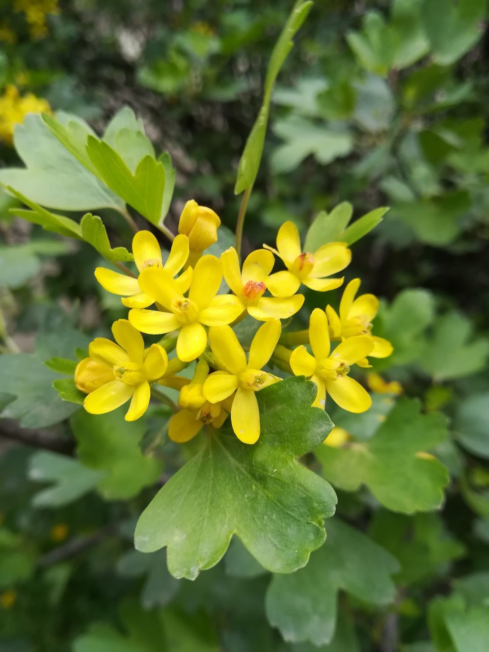 flowering plant, flower, plant, fragility, vulnerability, beauty in nature, growth, freshness, yellow, petal, close-up, nature, inflorescence, flower head, leaf, plant part, day, focus on foreground, no people, outdoors