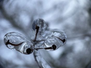 Close-up of wet frozen plant