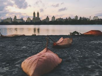 Close-up of city by river against sky during sunset