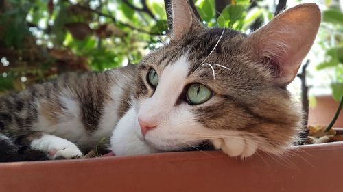 Close-up portrait of a cat