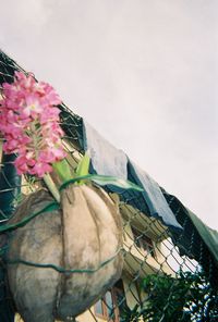 Low angle view of flowers against clear sky