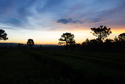 Silhouette trees on field against sky during sunset