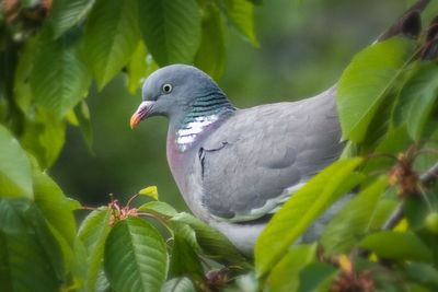 Close-up of bird perching on plant