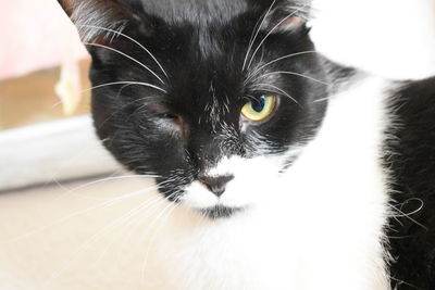 Close-up portrait of a cat