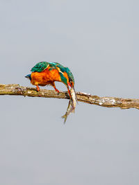 Bird perching on a branch