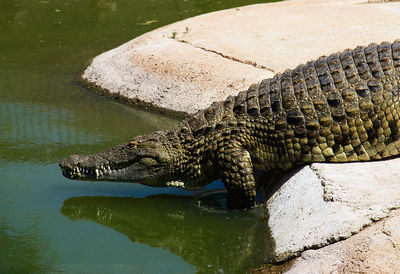 Close-up of crocodile