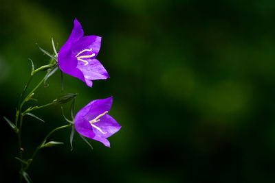 Close-up of purple crocus blooming outdoors