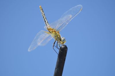 Close-up of dragonfly on car antenna against clear sky