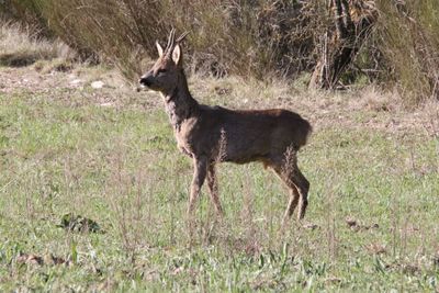 Deer standing in grass