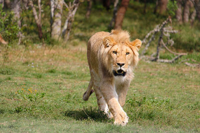 View of a lion walking on grass