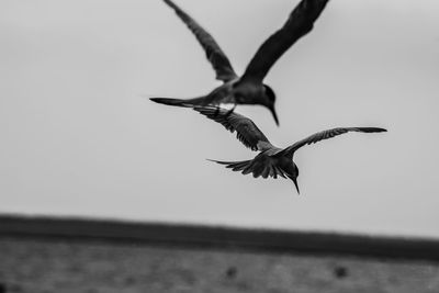 Seagull flying in the sky