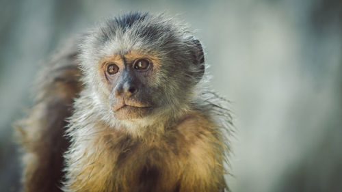 Portrait of monkey