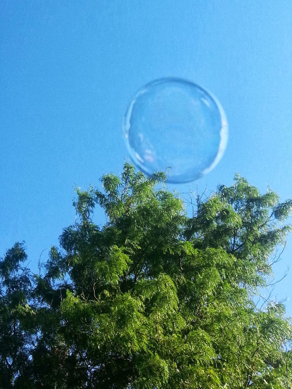 low angle view, blue, tree, clear sky, sky, bubble, beauty in nature, green color, sphere, mid-air, transparent, nature, circle, glass - material, tranquility, growth, no people, day, scenics, outdoors