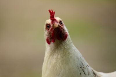 Close-up of a bird