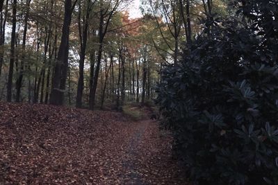 Trees in forest during autumn