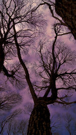 Low angle view of bare tree against sky at sunset