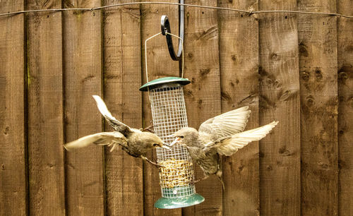 Directly above shot of bird hanging on wood